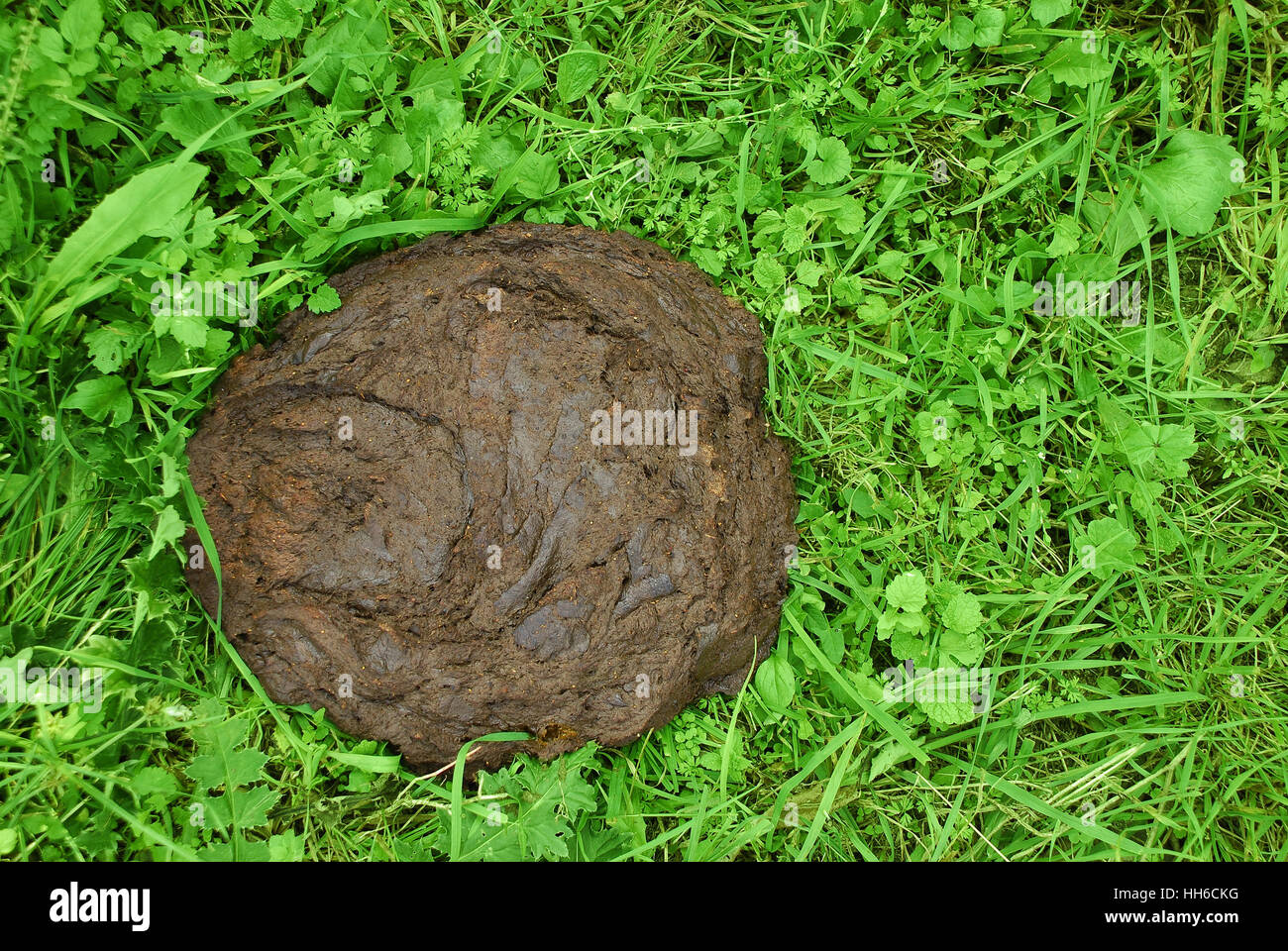 Animal droppings hi-res stock photography and images - Alamy