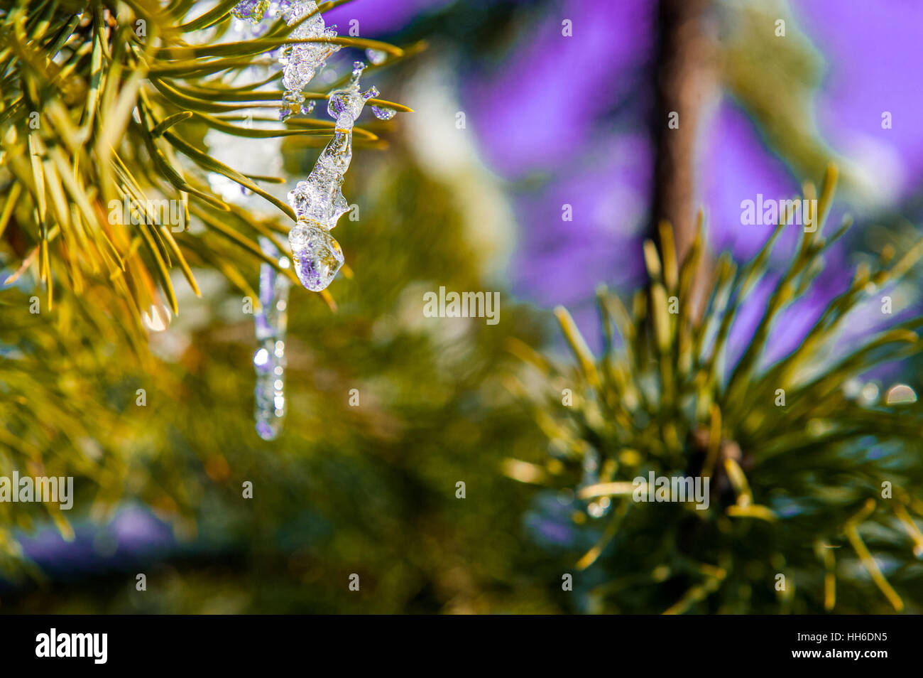 View of pine branch with snow and icicle Stock Photo