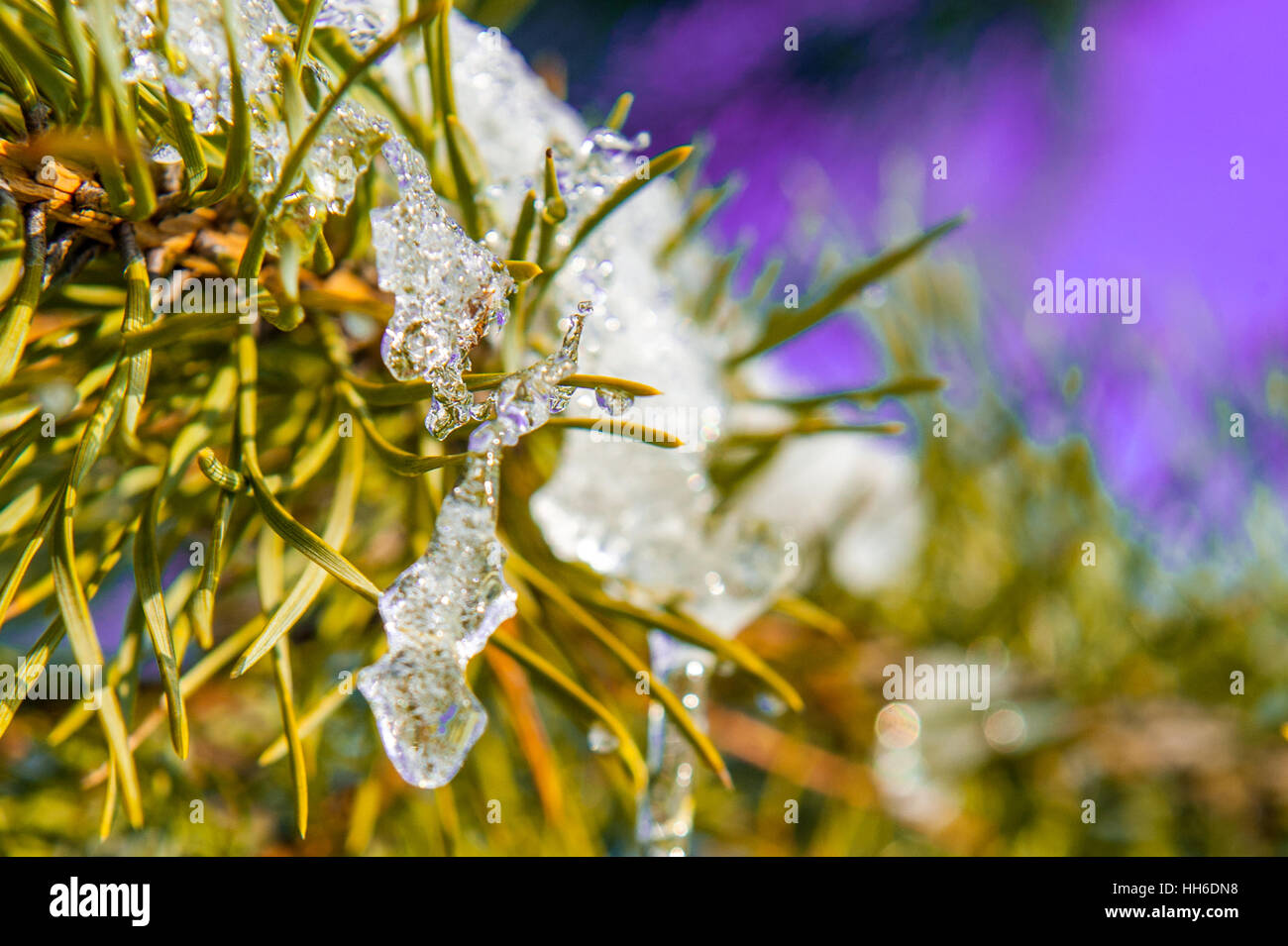 View of pine branch with snow and icicle Stock Photo