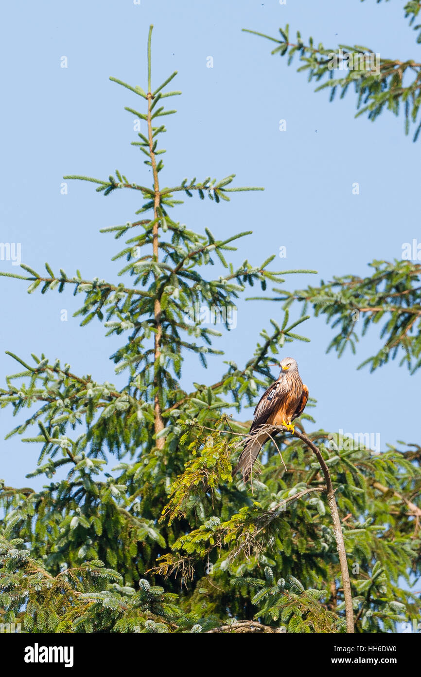 CEREDIGION, WALES. Single red kite (milvus milvus) perched in tree. Stock Photo