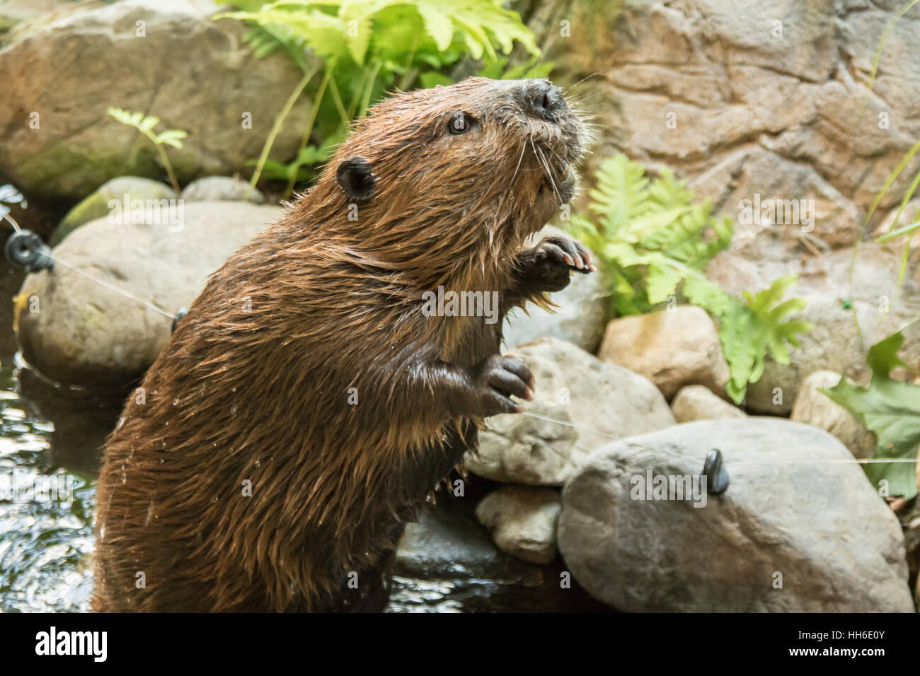 Standing beaver Stock Photo