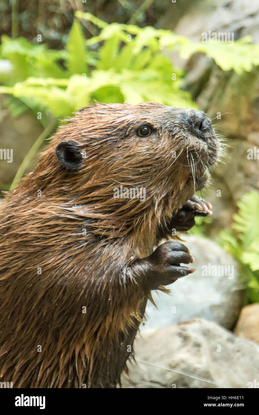 Curious beaver Stock Photo