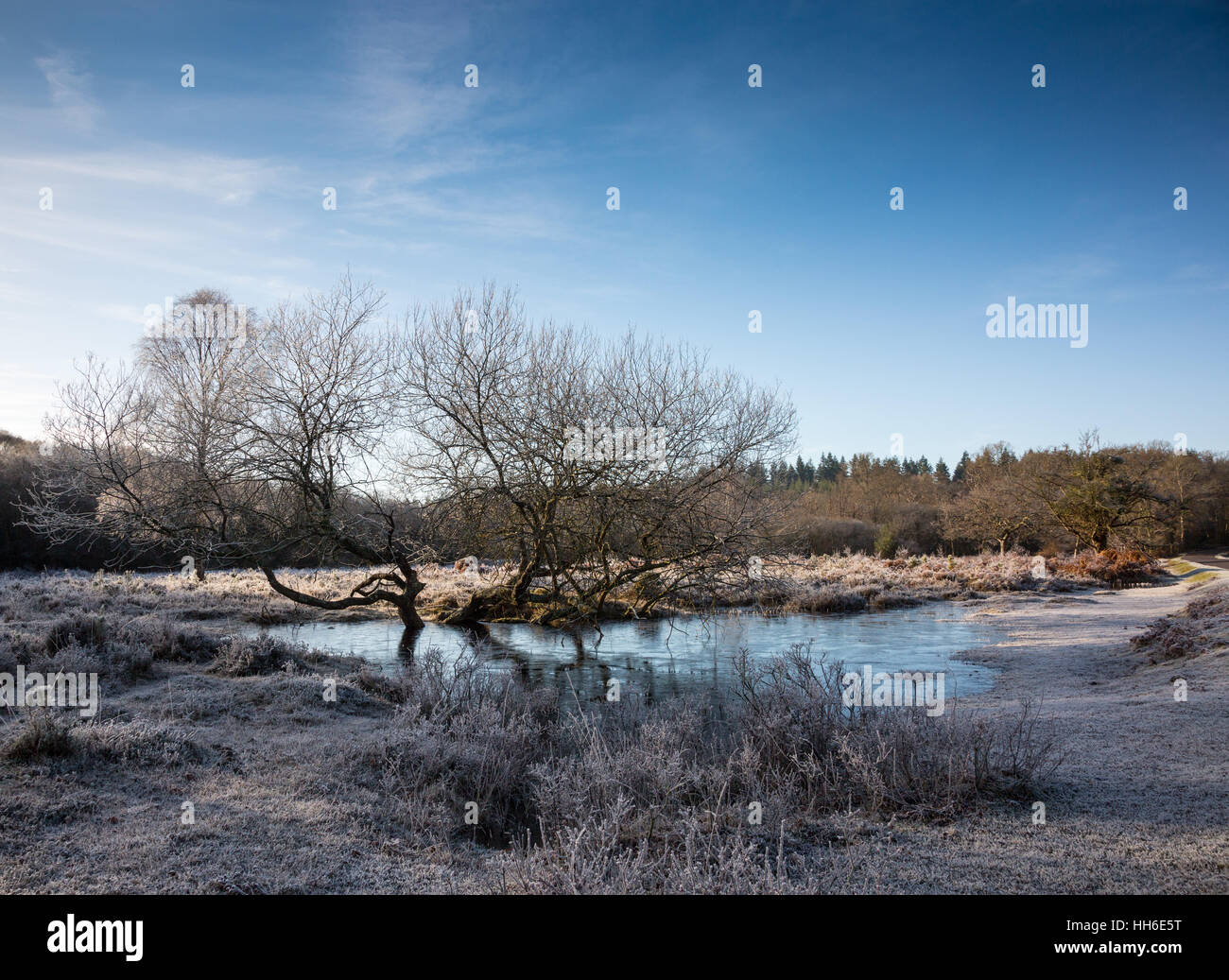 Hoar Frost and frozen pond in the New Forest, Hampshire, Winter 2017