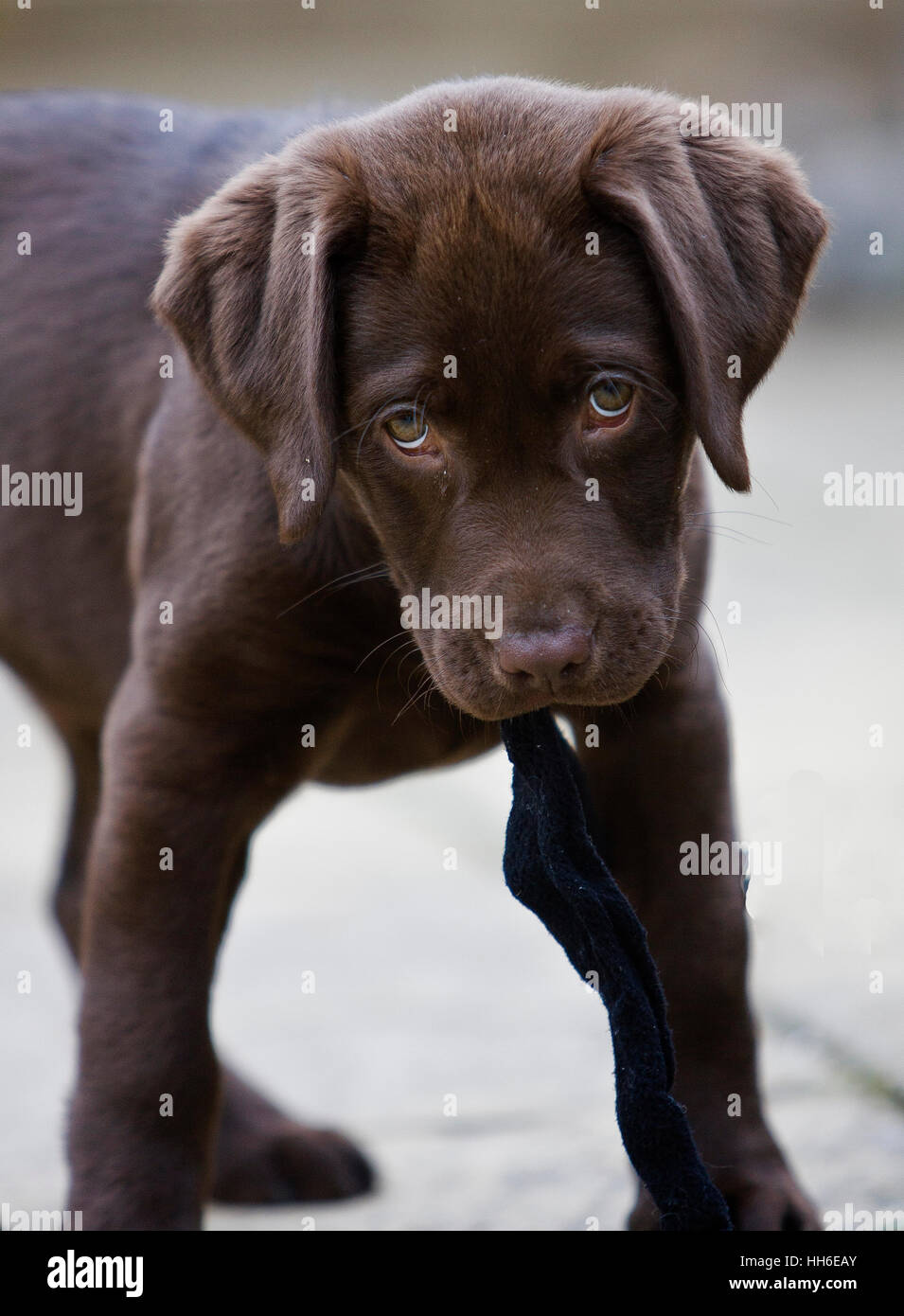 Choccie hi-res stock photography and images - Alamy
