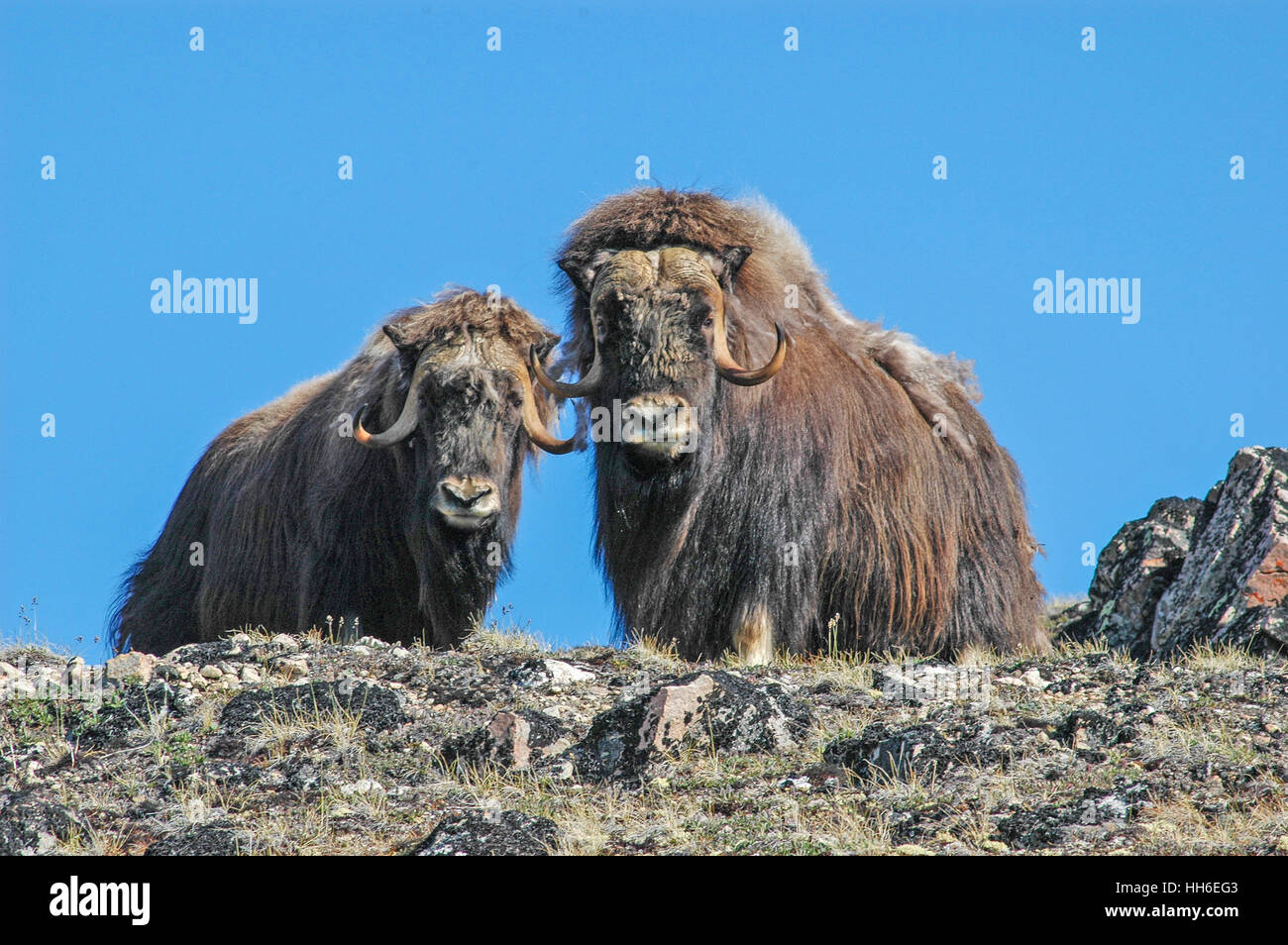 Musk oxen greenland hi-res stock photography and images - Alamy