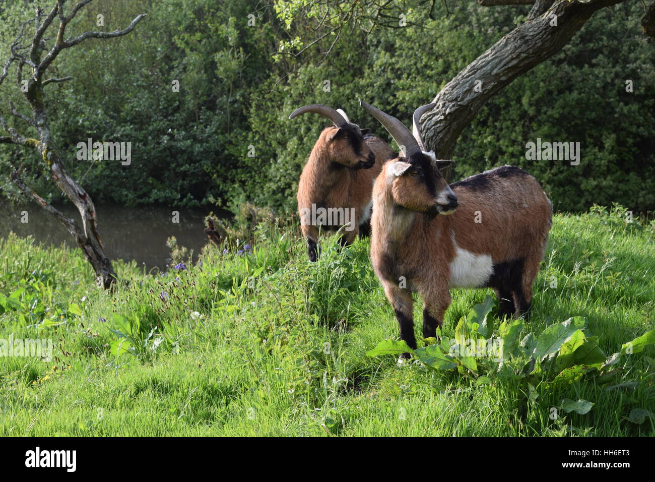 Male Goats in a natural enclosure Stock Photo