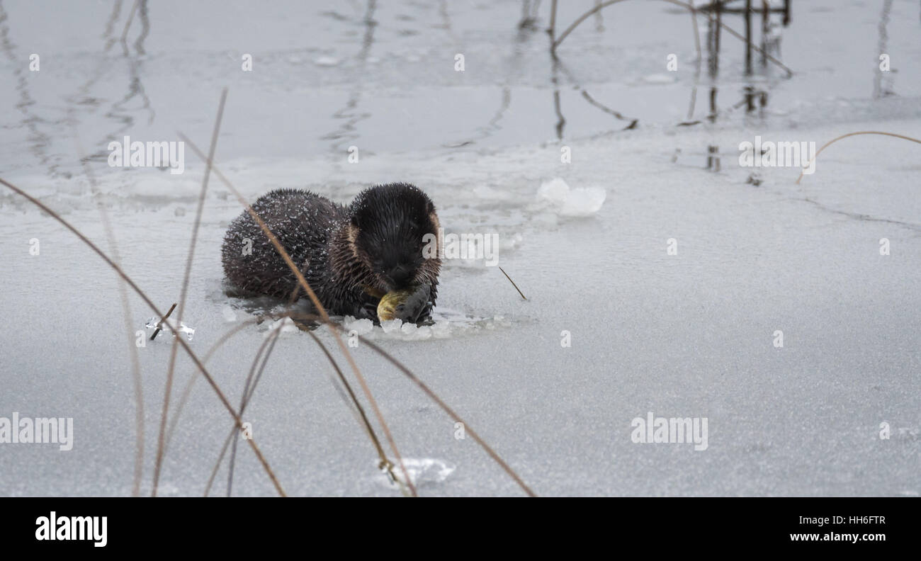 North American river otter (Lontra canadensis) in the wild.  Young water mammal rests atop a slushy lake of ice and corn snow. Stock Photo