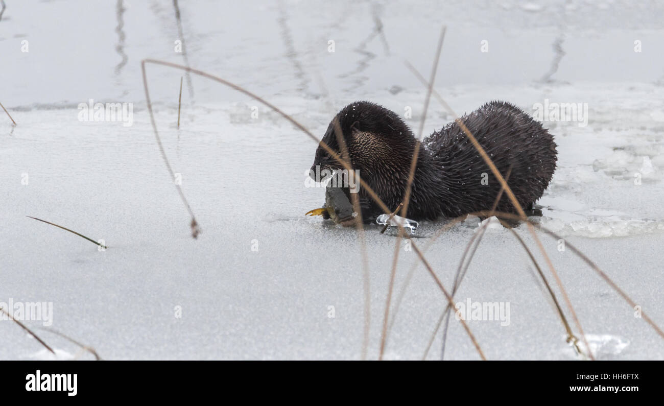 North American river otter (Lontra canadensis) in the wild.  Young water mammal rests atop a slushy lake of ice and corn snow. Stock Photo