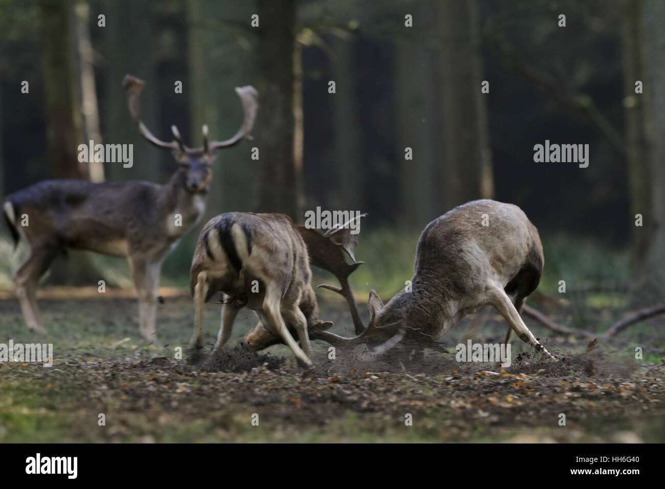 Fallow Deer ( Dama dama ) fighting, in hard fight, locking horns during rutting season, in the midst of a thick forest. Stock Photo
