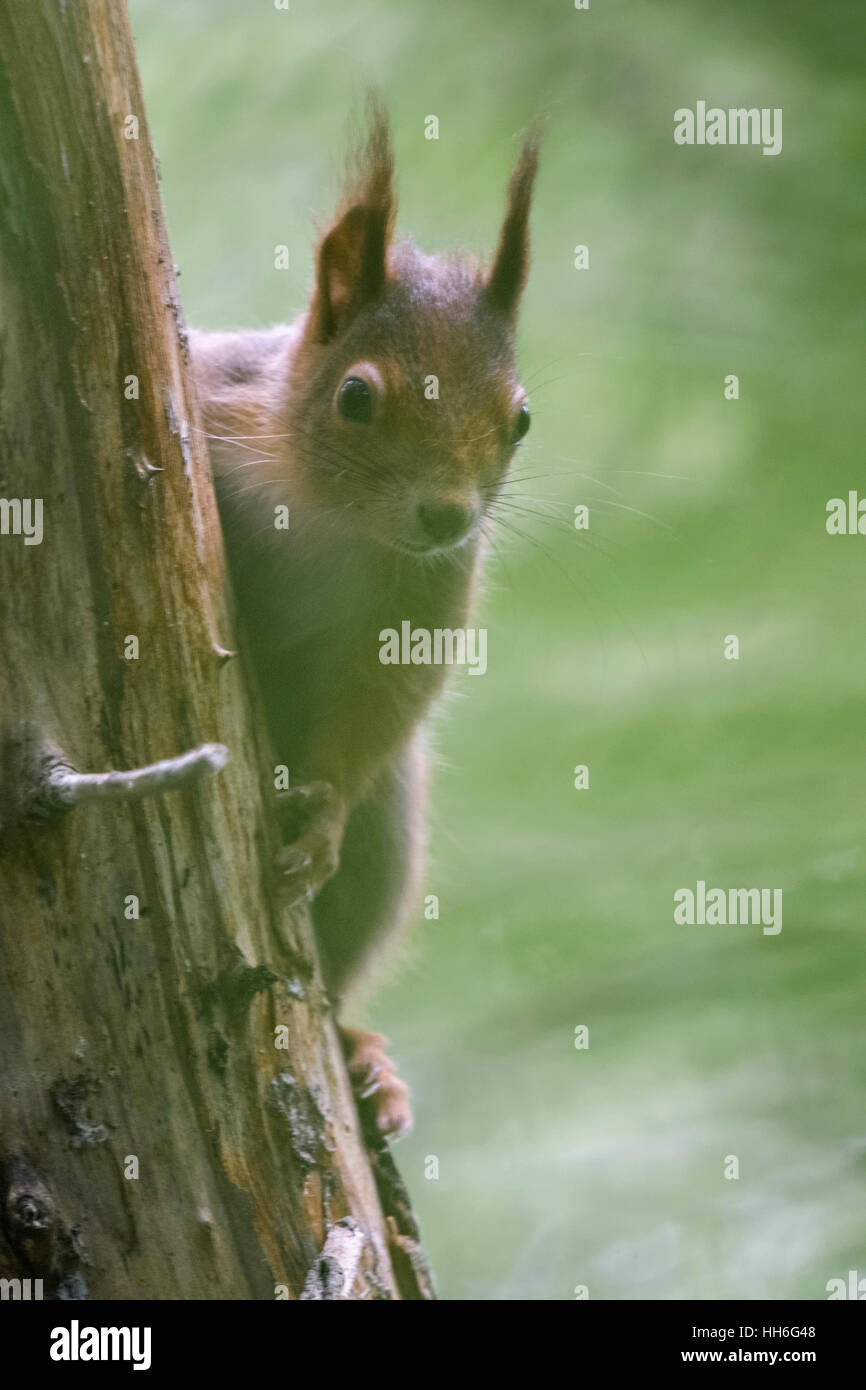 Red Squirrel / Europaeisches Eichhörnchen ( Sciurus vulgaris ) hiding behind a tree, watching carefully. Stock Photo