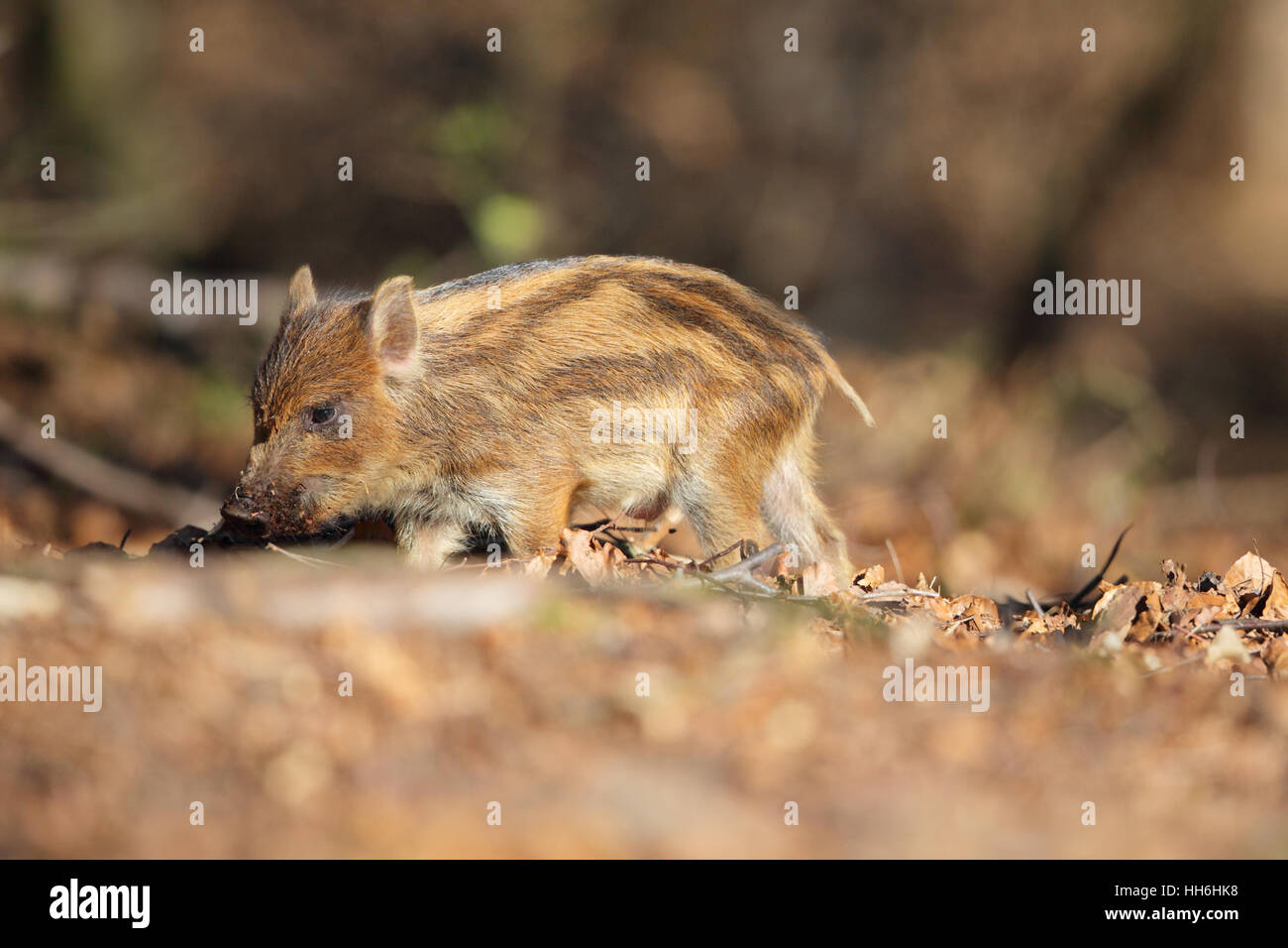 A juvenile or piglet Wild Boar (Sus scrofa) in a British woodland, in the Forest of Dean Stock Photo