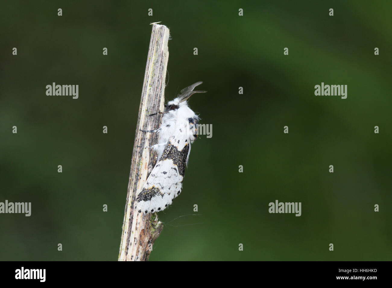 Alder Kitten (Furcula bicuspis), a black and white moth with feathered antennae, perched on a stick against a green background Stock Photo