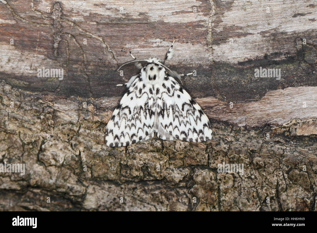 Black Arches (Lymantria monacha), a large pied moth perched on a fallen tree trunk Stock Photo