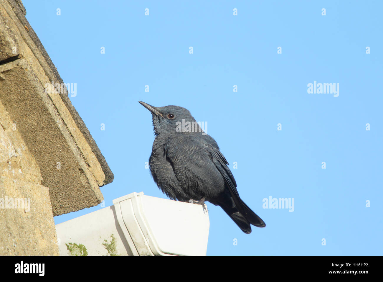 Blue Rock Thrush (Monticola solitarius): vagrant male perched on a gutter in a housing estate in Gloucestershire Stock Photo