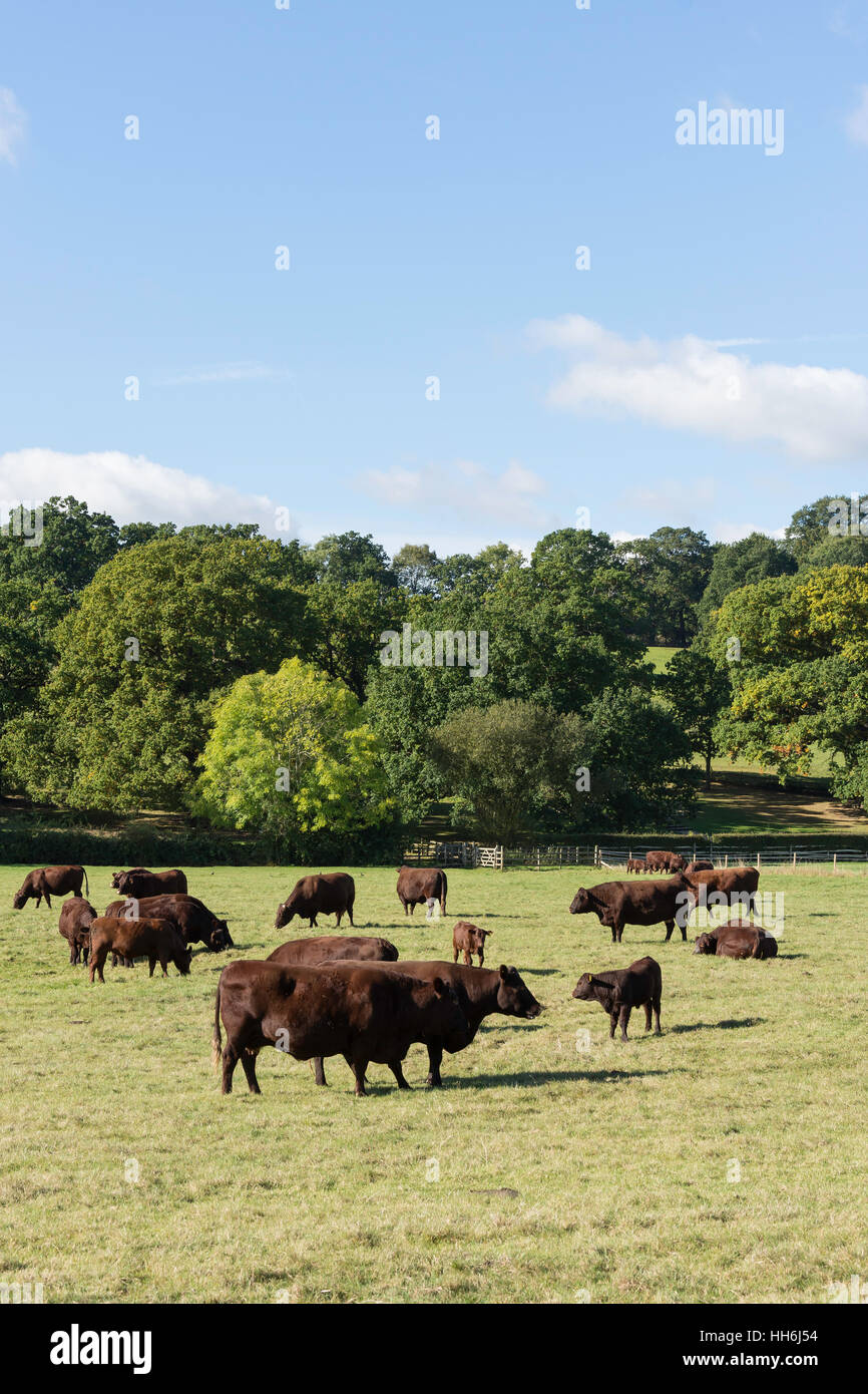 Sussex breed cows in field at Runnymede by River Thames, Surrey, England, United Kingdom Stock Photo