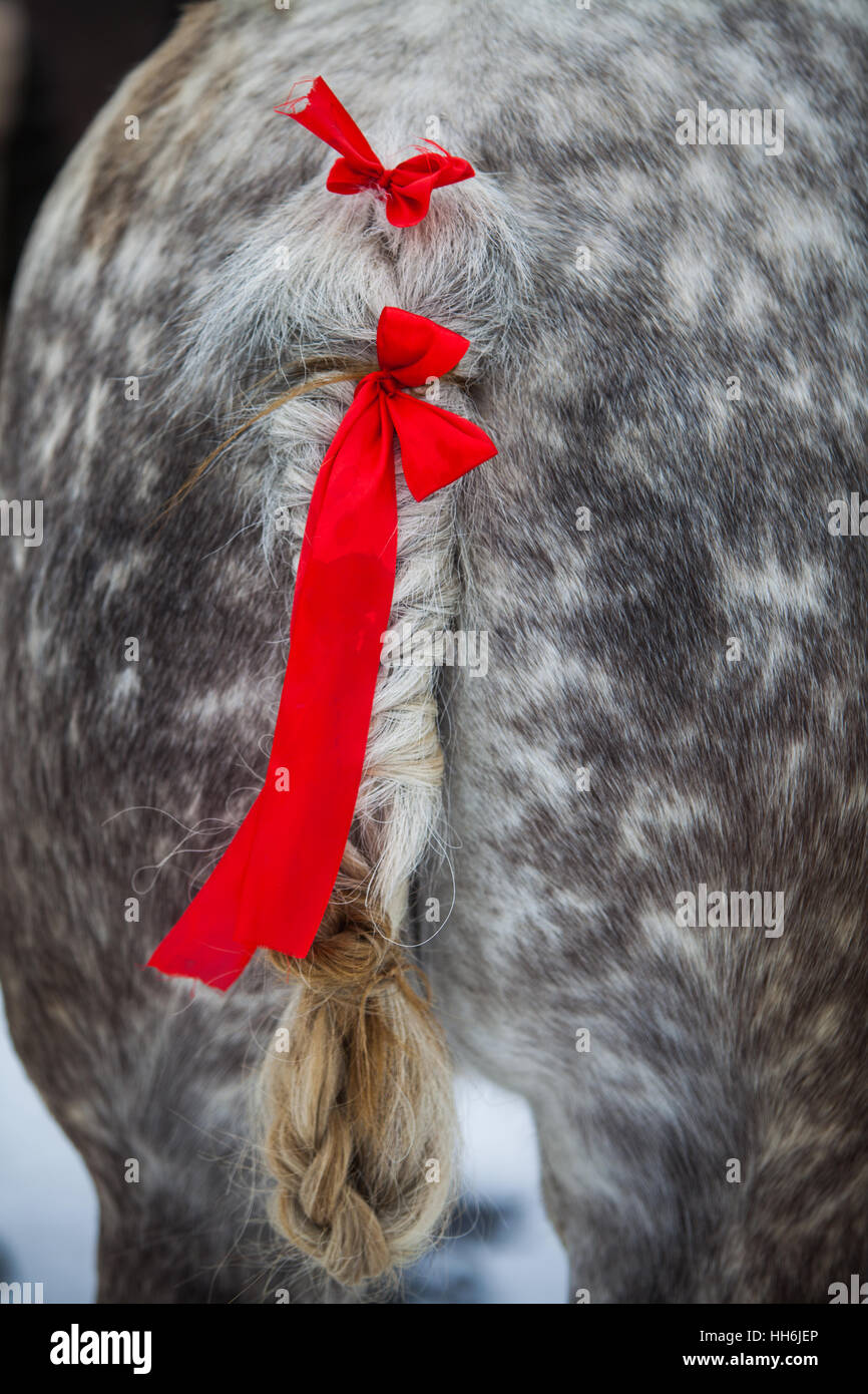 Horse tail braid hi-res stock photography and images - Alamy