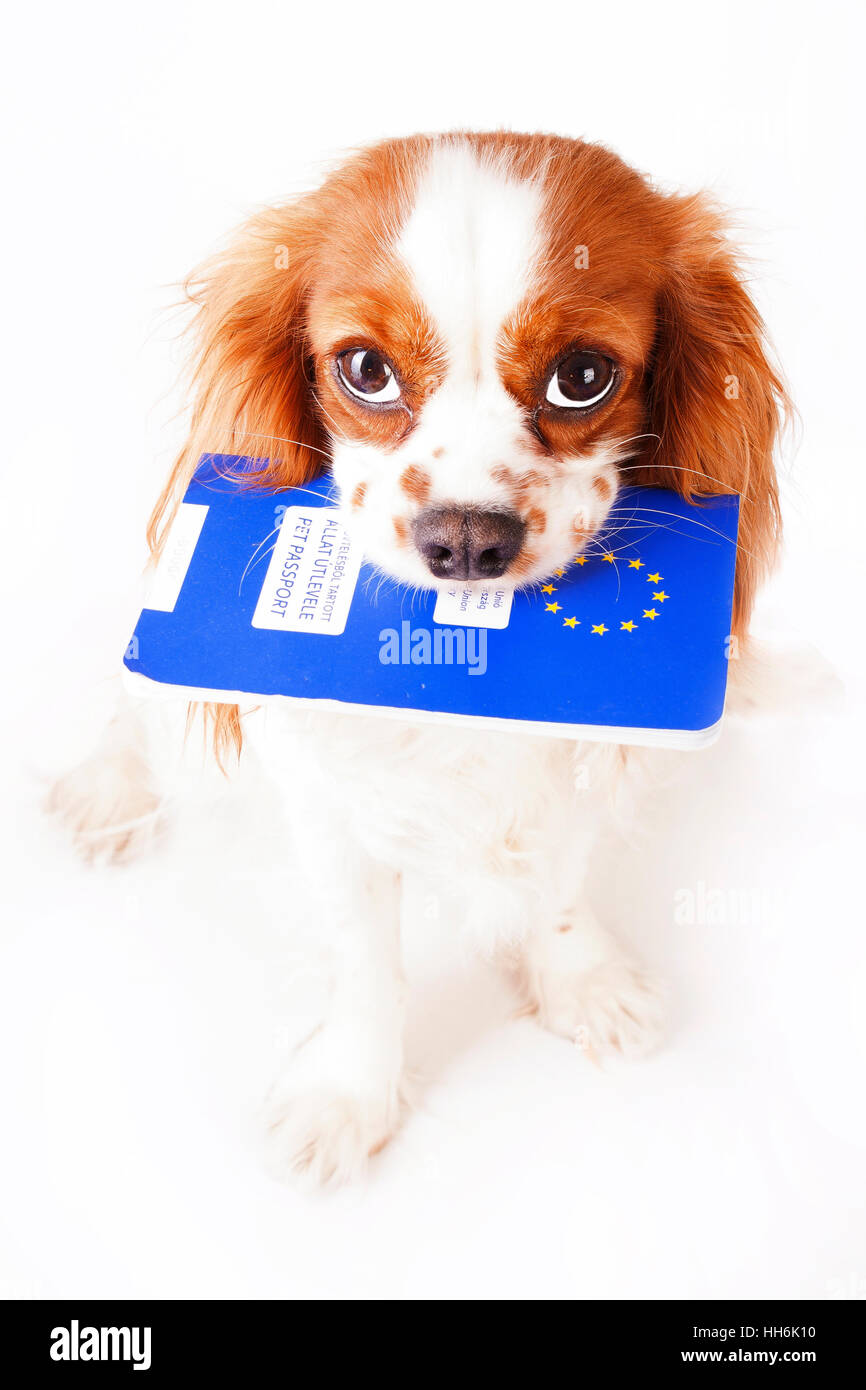 Cavalier kin charles spaniel dog with eu pet passport. European union animal passport with dog. Travelling or moving with dog to other country concept Stock Photo