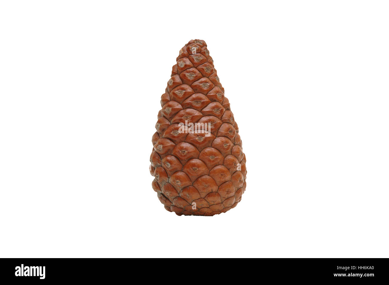 Pine cone isolated on white Stock Photo