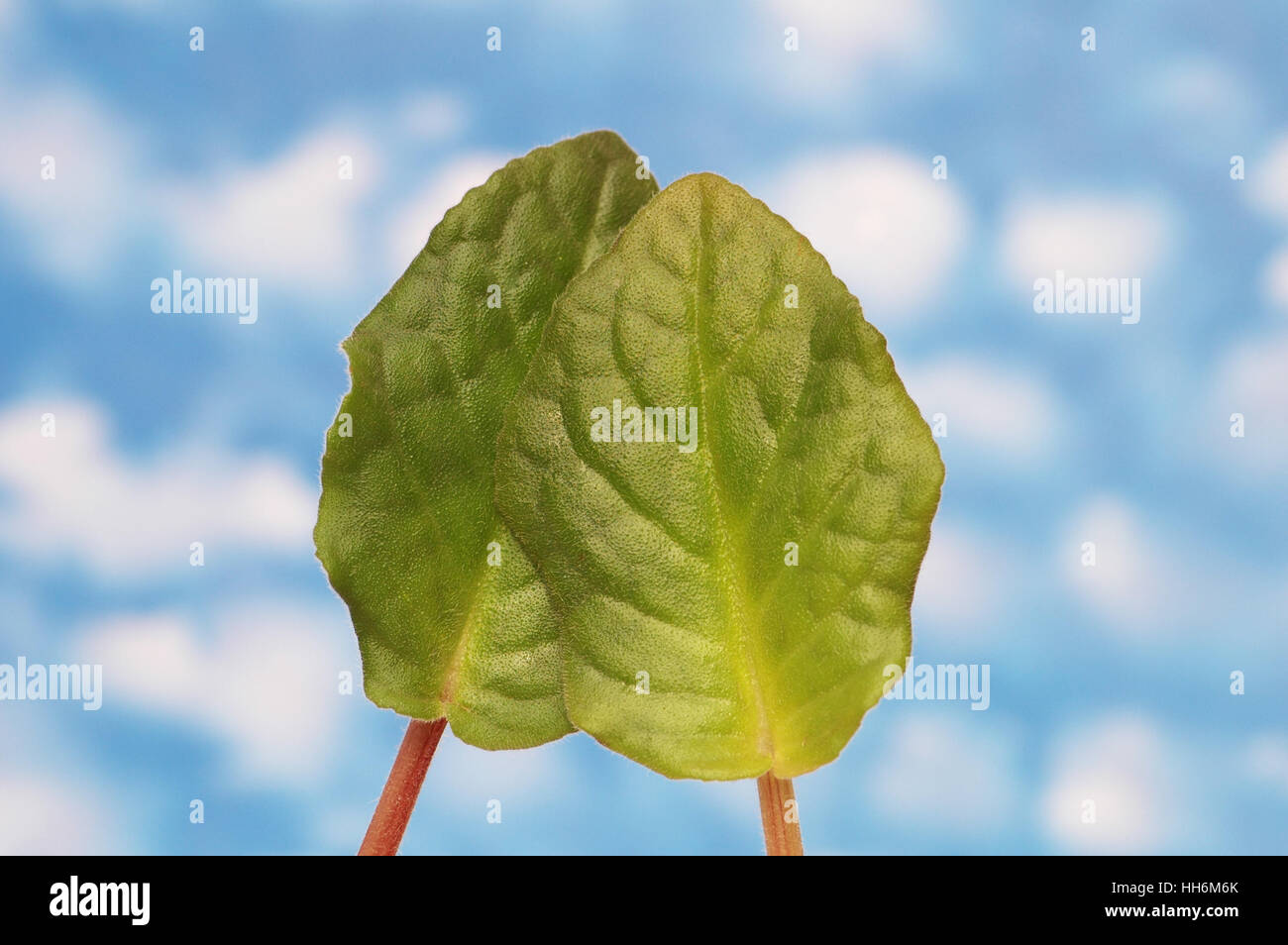 Two green leaves isolated on the white Stock Photo - Alamy