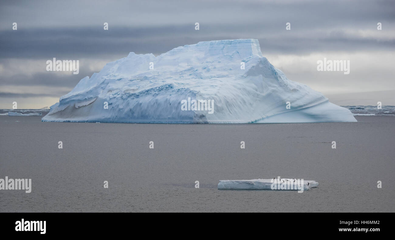 Iceberg and Gentoo penguins on ice floes, Antarctica Stock Photo - Alamy