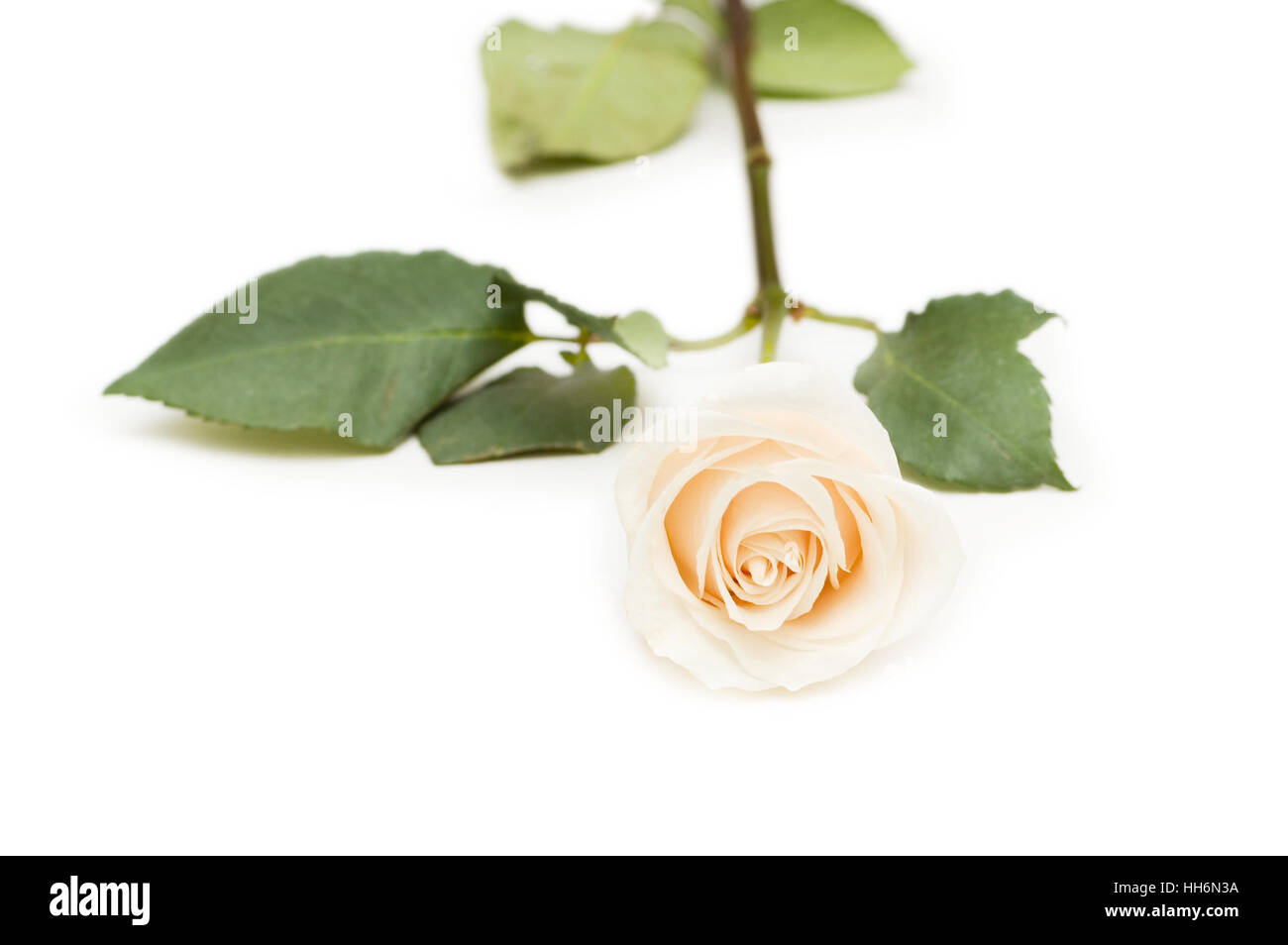 Single rose isolated on the white background Stock Photo - Alamy