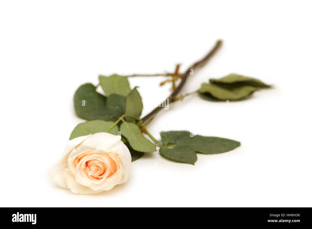 Single rose isolated on the white background Stock Photo - Alamy