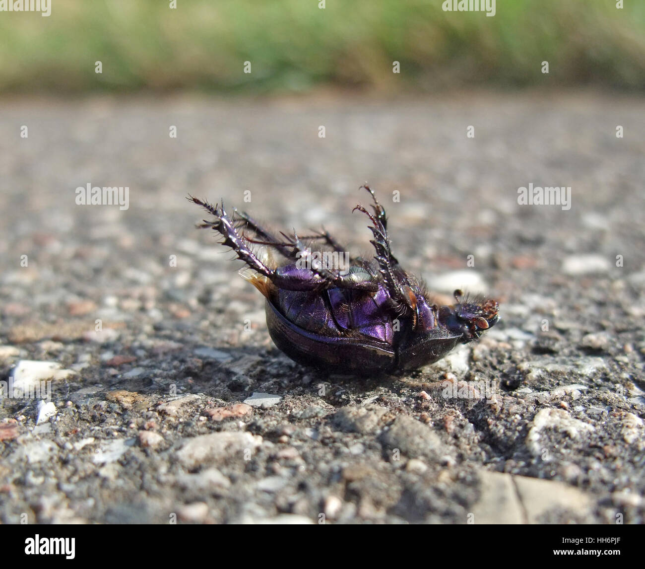 closeup showing a dead bug named 'Cysolina sturmi' supine on pavement in sunny ambiance Stock Photo