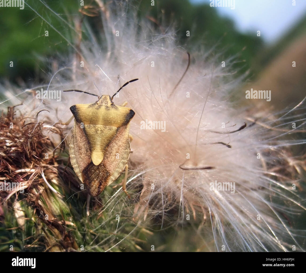outdoor shot of a stink bug on fluffy seed in sunny ambiance Stock Photo