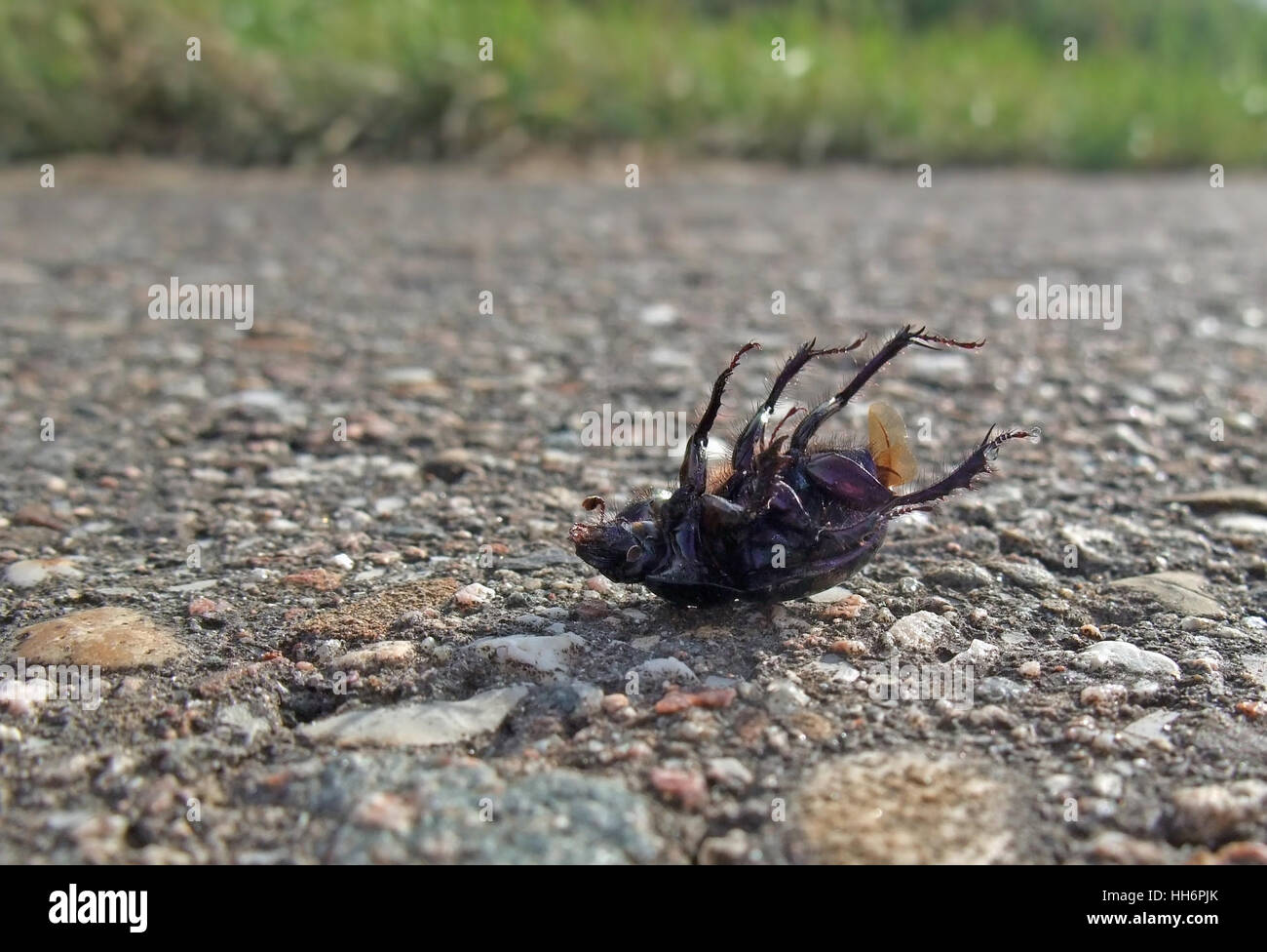 closeup showing a dead bug named 'Cysolina sturmi' supine on pavement in sunny ambiance Stock Photo