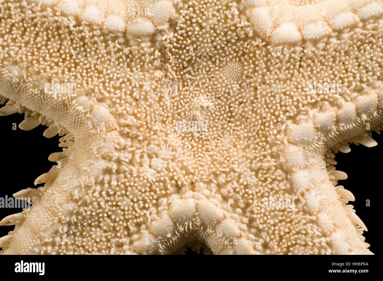 abstract starfish detail Stock Photo