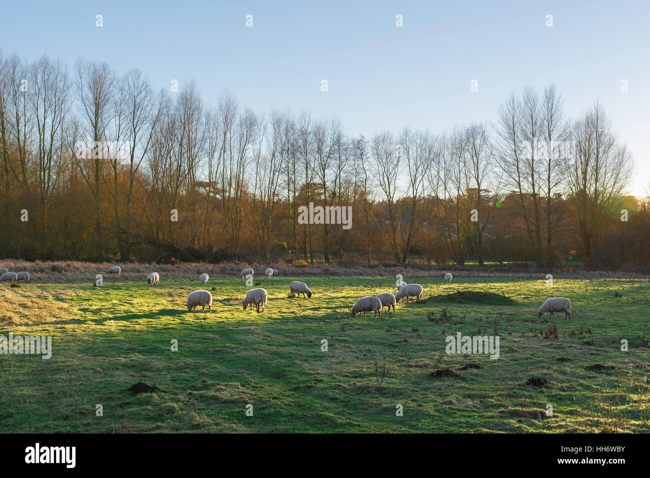 Sheep field, view of sheep grazing in a field in the Water Meadows on