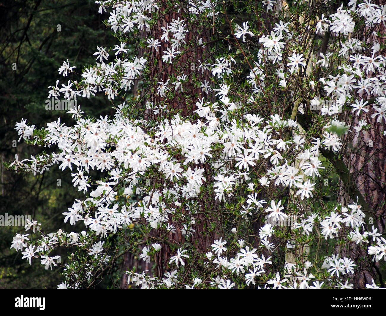 Magnolia stellata (star magnolia) in full bloom Stock Photo