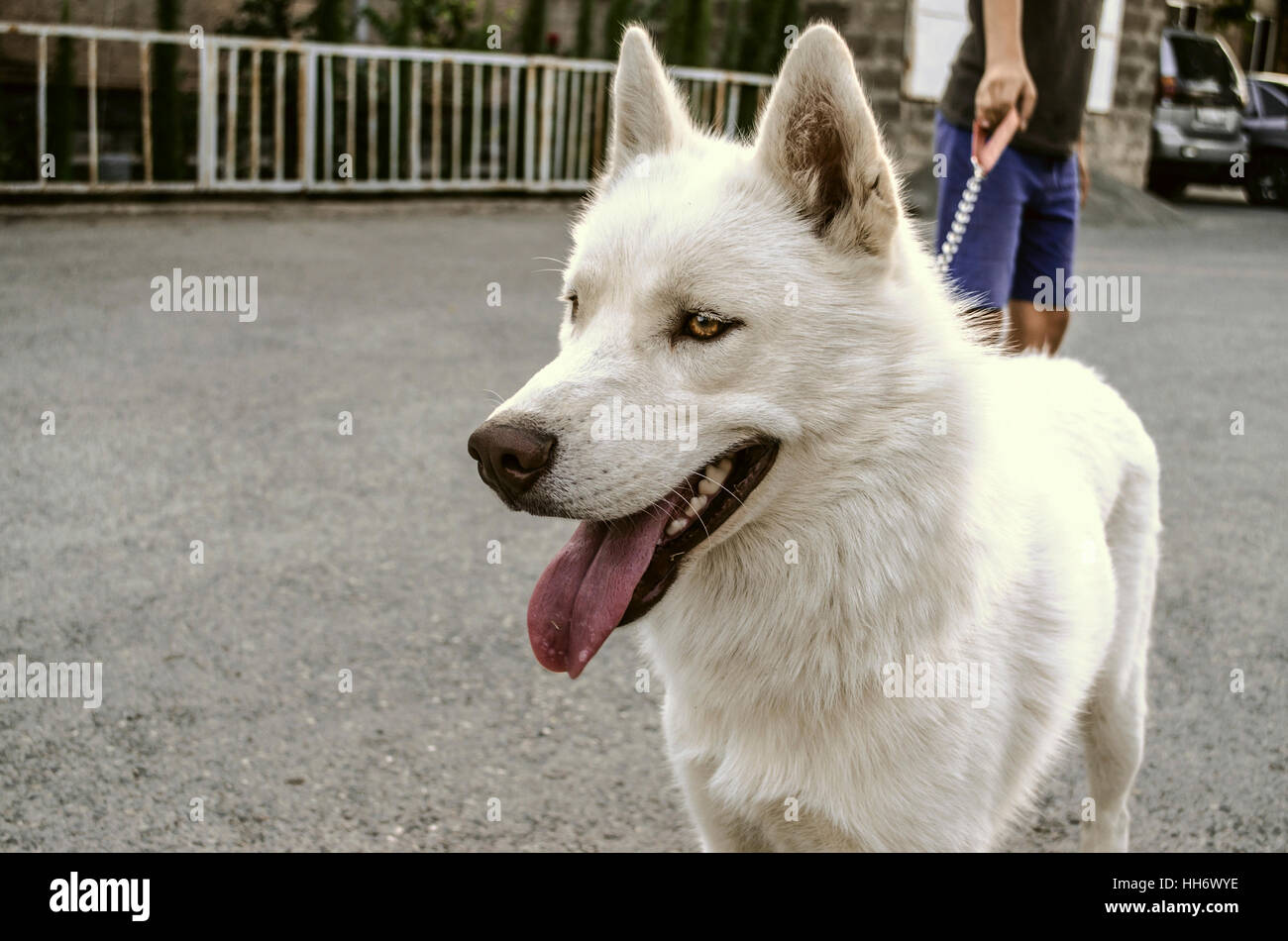 Attracted by the noise white Siberian Husky stopped on the road Stock