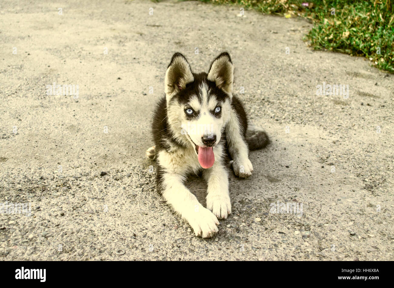 Puppy Husky with tongue sticking out, rests on the road Stock Photo Alamy