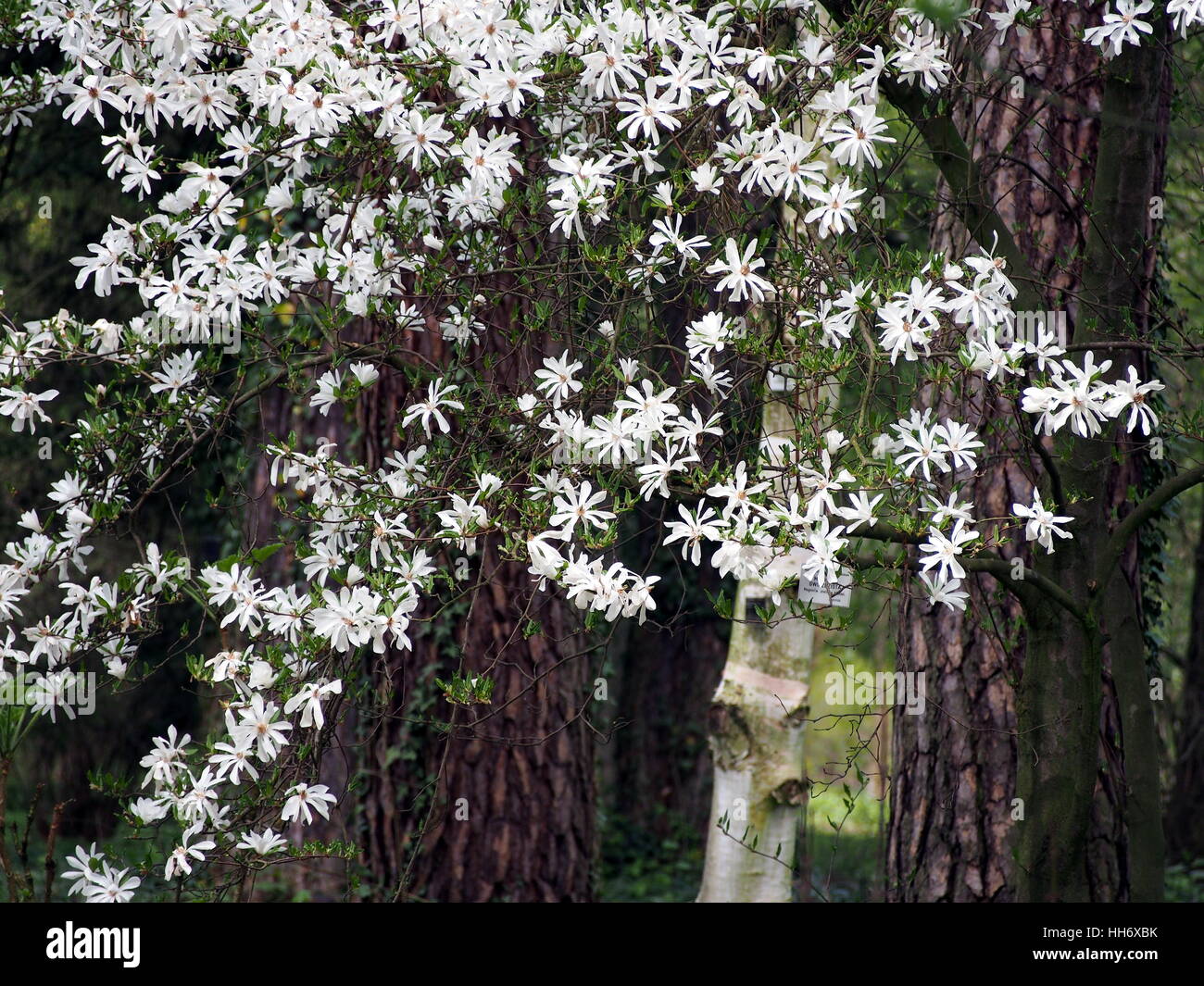 Magnolia stellata (star magnolia) in full bloom Stock Photo