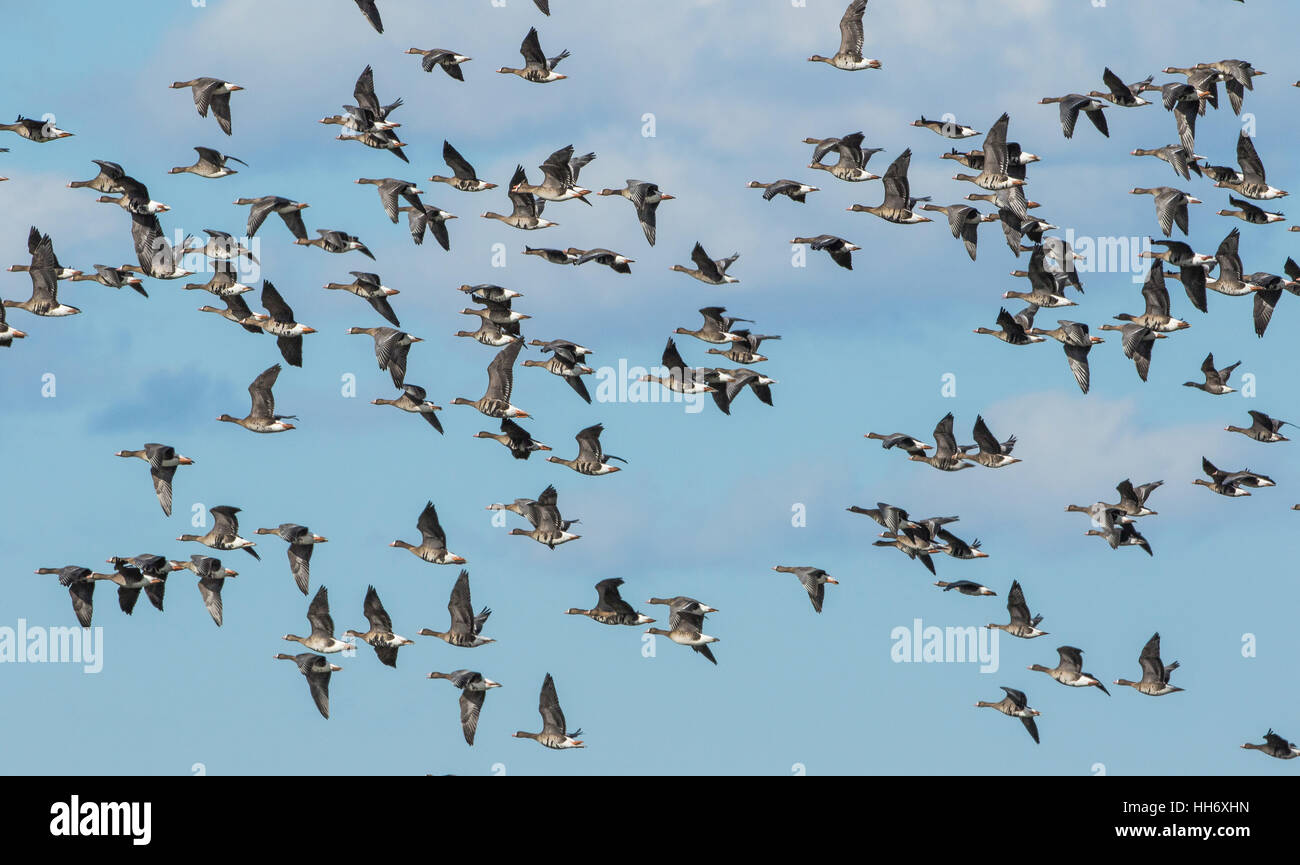 Eurasian White fronted Goose Flying. Stock Photo