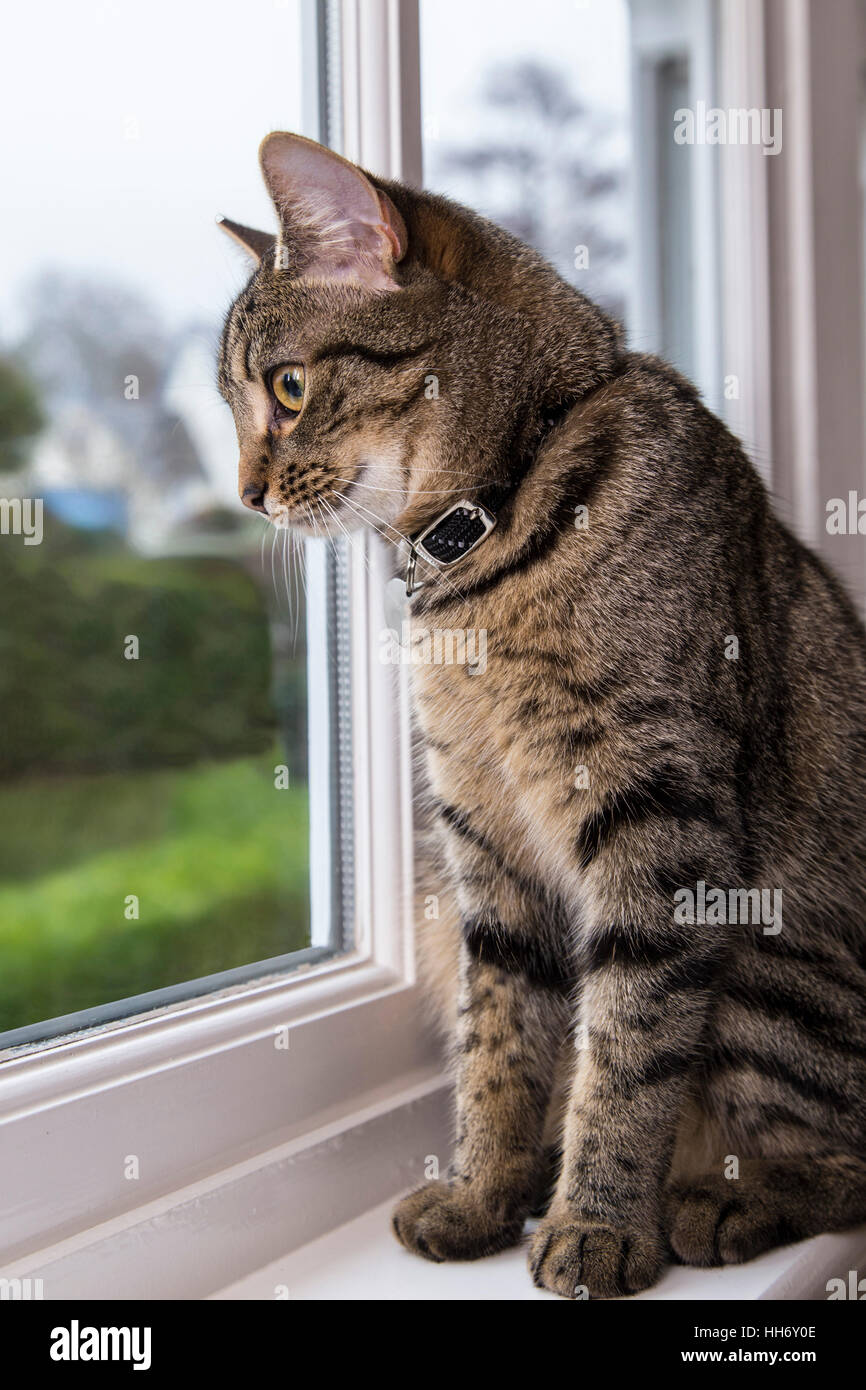 Tabby bengal kitten cat looking out of  window, Stock Photo
