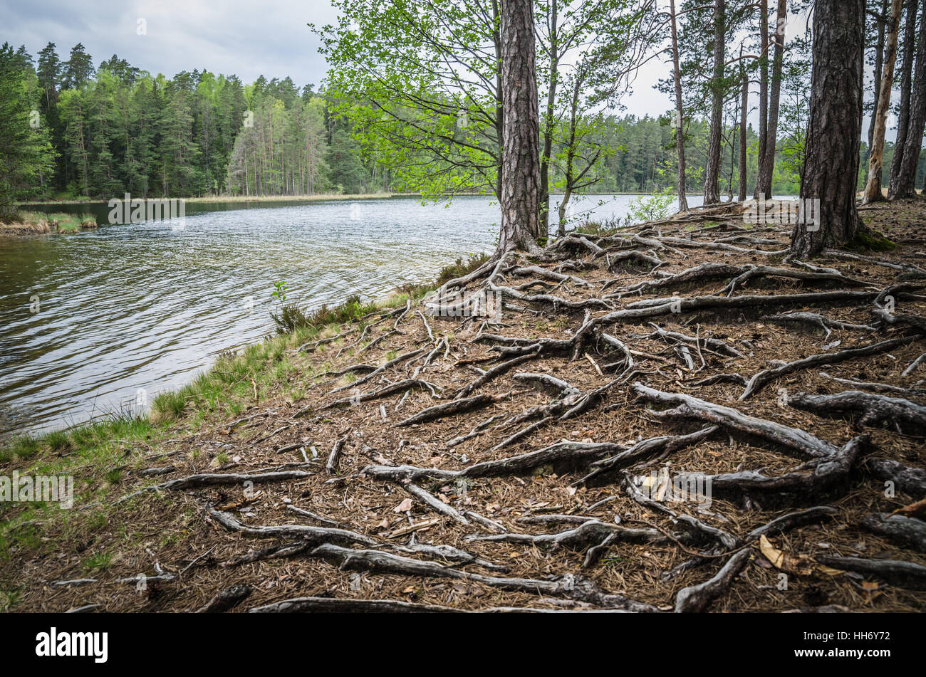 Spring landscape in the forest lake Stock Photo - Alamy