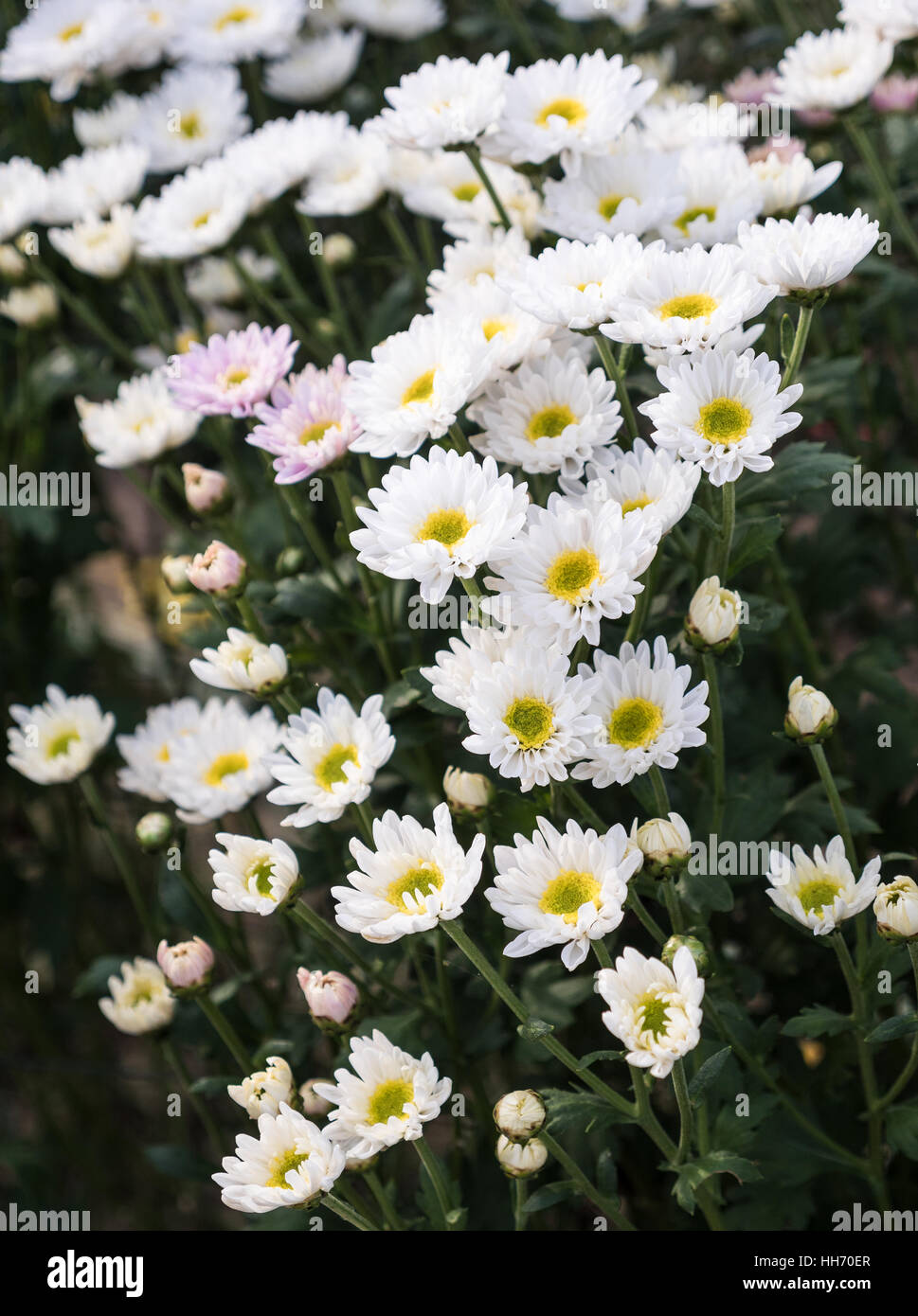 White chrysanthemum hi-res stock photography and images - Alamy