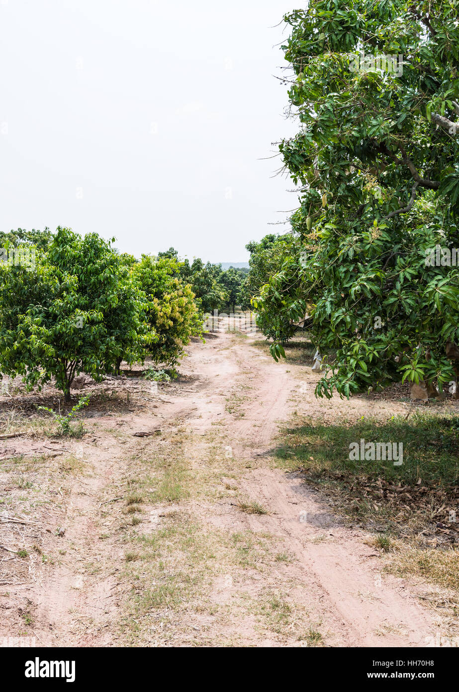 Mango farm hires stock photography and images Alamy