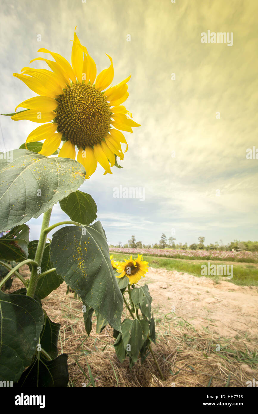 Sunflowers garden. Sunflowers have abundant health benefits. Sunflower