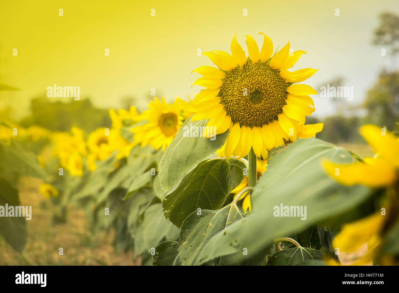 Sunflowers garden. Sunflowers have abundant health benefits. Sunflower oil improves skin health