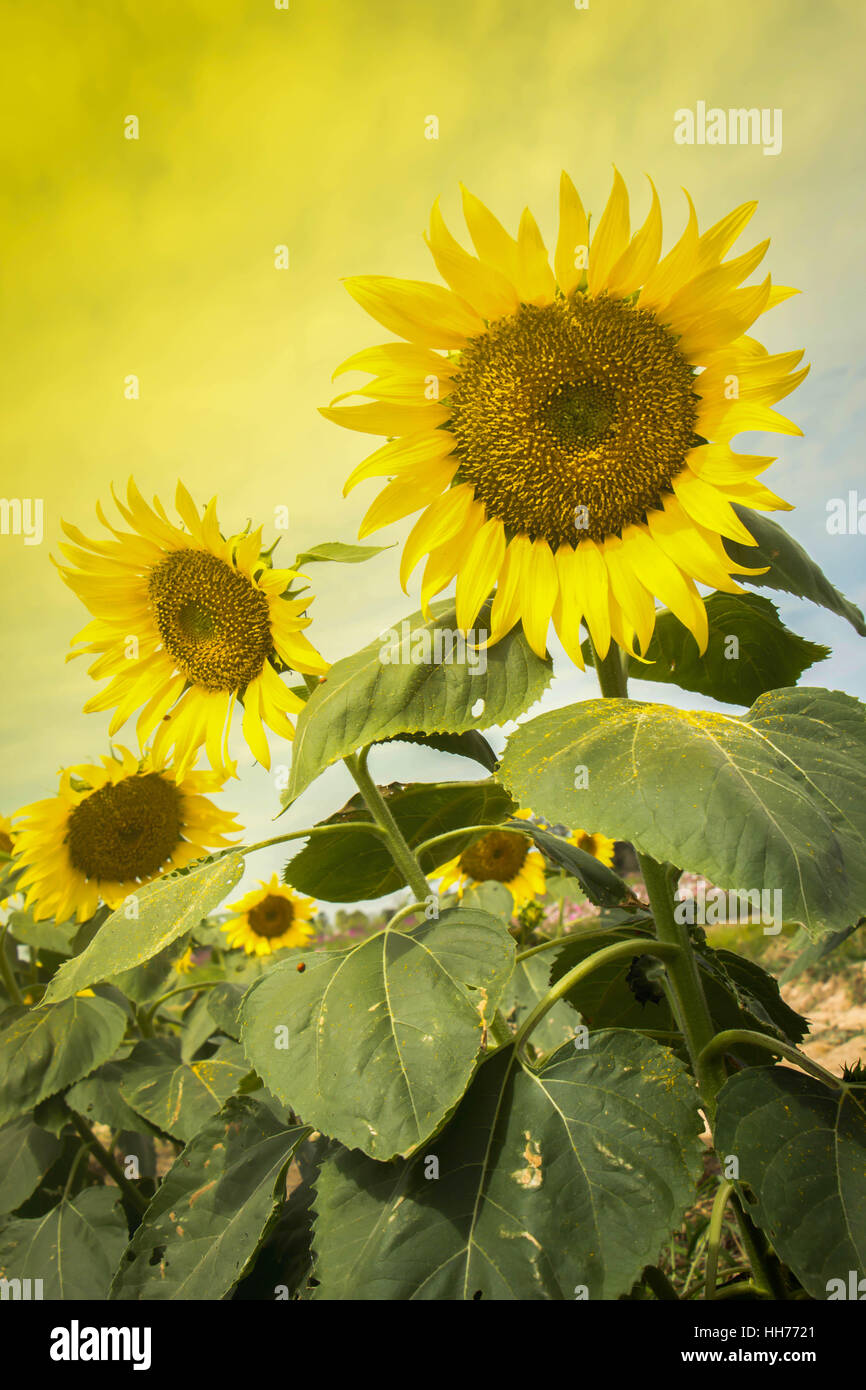 Sunflowers garden. Sunflowers have abundant health benefits. Sunflower