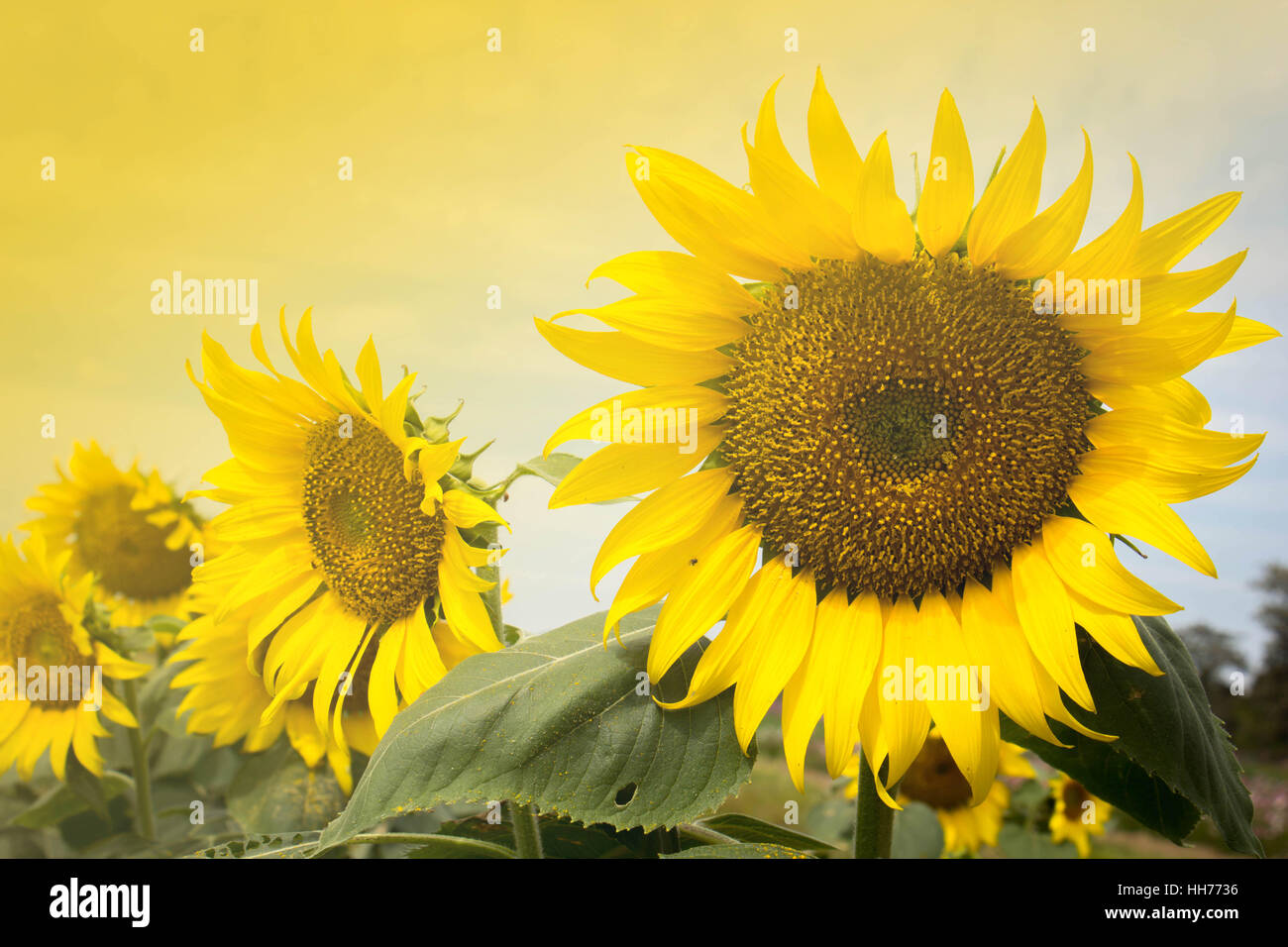 Sunflowers garden. Sunflowers have abundant health benefits. Sunflower