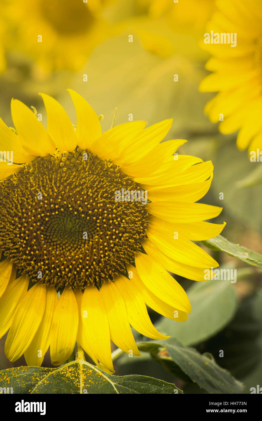 Sunflowers garden. Sunflowers have abundant health benefits. Sunflower
