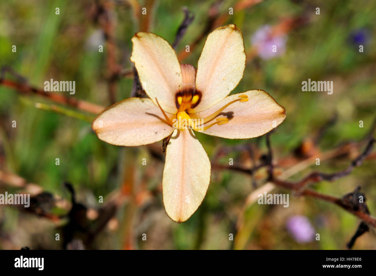 Single flower of the Butterfly lily Stock Photo