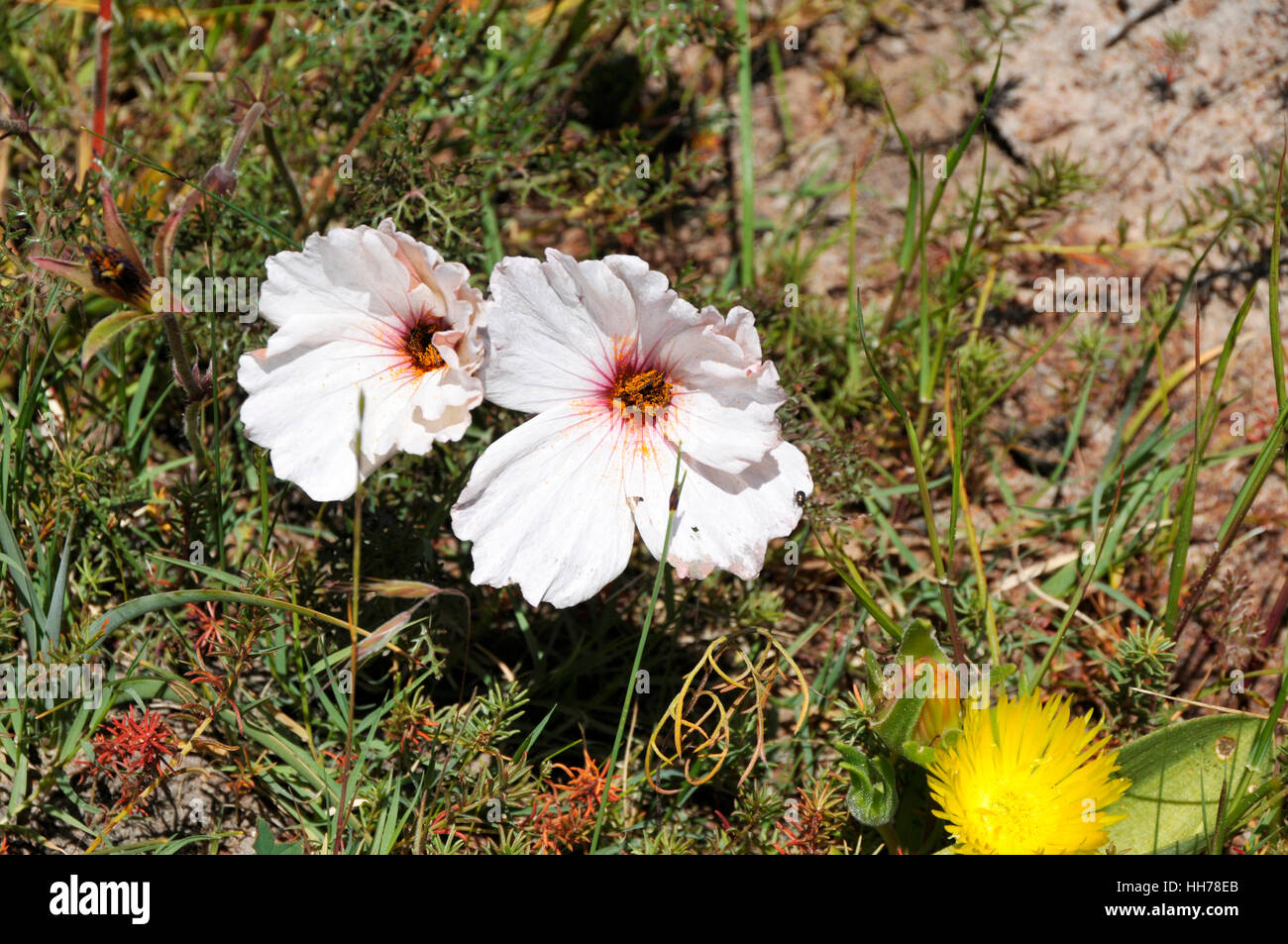 Two flowers of Monsonia speciosa Stock Photo
