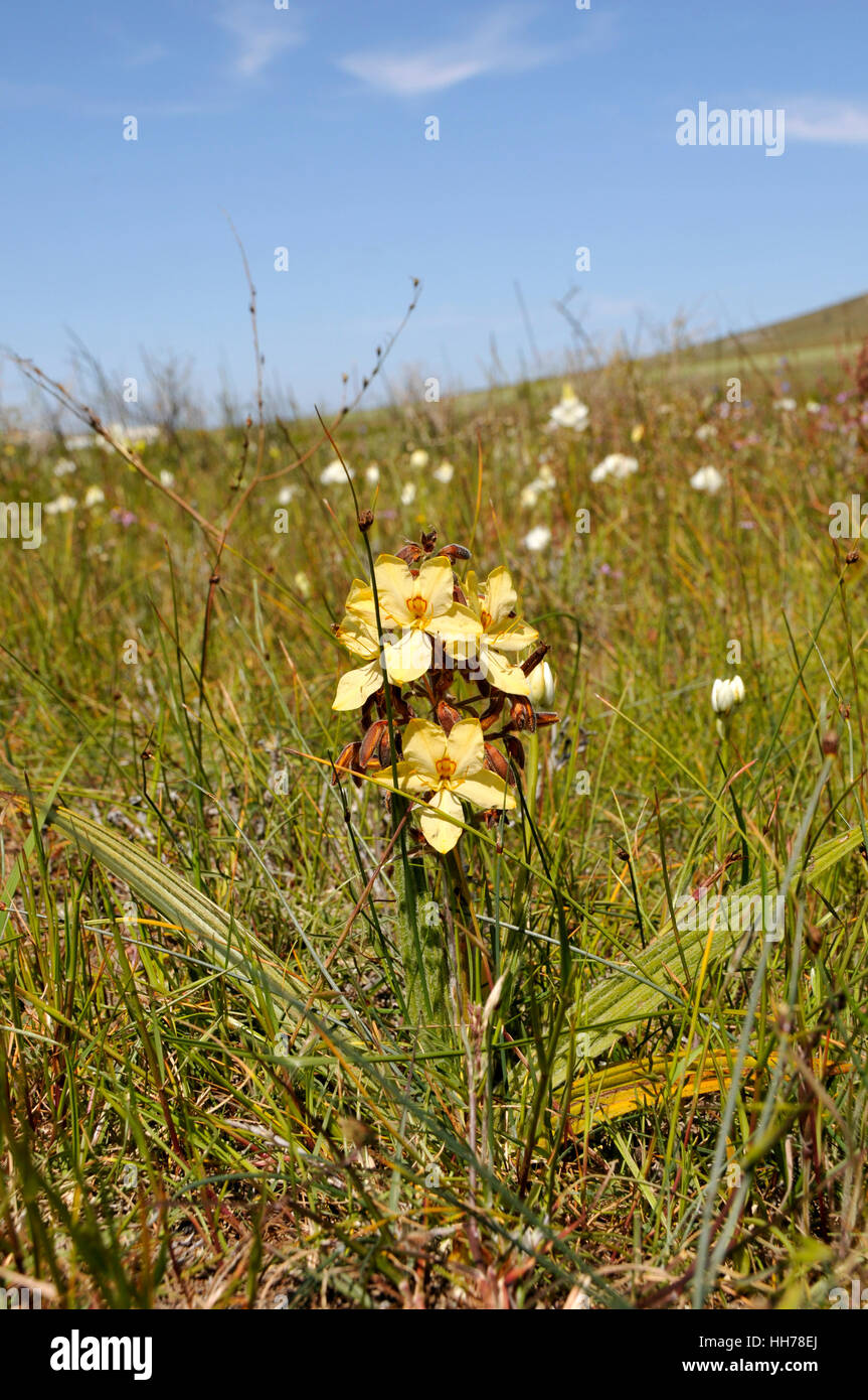 Wachendorfia paniculata growing in a field Stock Photo