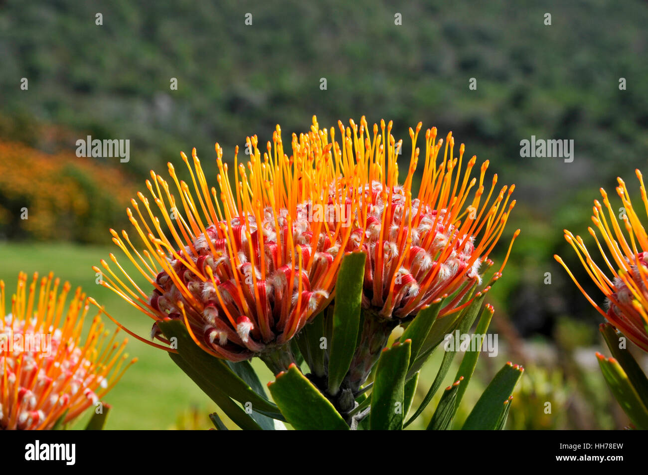 Flowers of the orange flowering pincushion Stock Photo