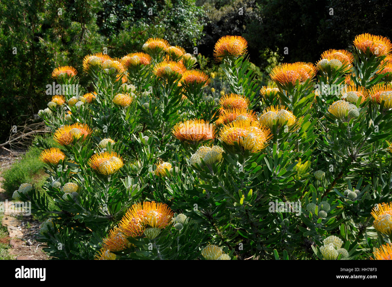 Orange flowers of Leucospermum erubescens Stock Photo
